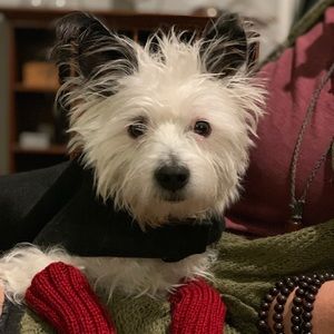 Meet your Posher, Georgie